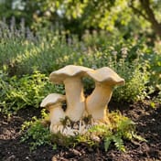 Small Mushroom Family Garden Ornament in Sandstone - Previous Main Image