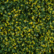 1x1m Artificial Living Wall Boxwood