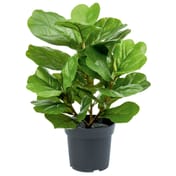 56cm Artificial Potted Ficus Lyrata