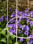 Barrington Obelisk Plant Support Clay 200cm Garden Feature