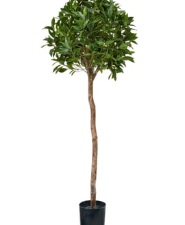 Artificial Bay Laurel Ball Tree 135cm