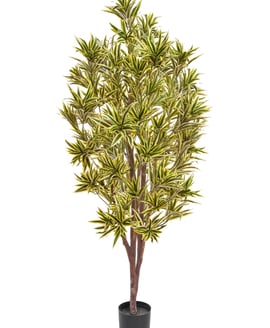 Artificial Dracaena Reflexa 170cm