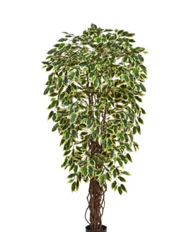 Artificial Ficus Liana Variegated 150cm Fire Retardant