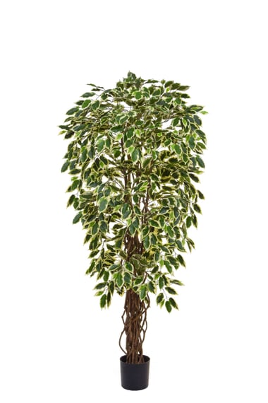 Artificial Ficus Liana Variegated 150cm Fire Retardant