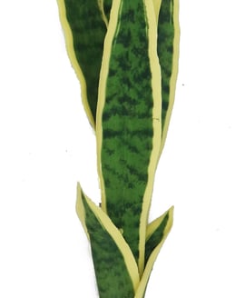 Artificial Sanservera Single Stem 87.5cm