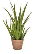 Artificial Aloe in Clay Pot 58cm