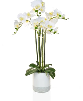 Artificial Phalaenopsis Real Touch Pot 70cm