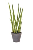 Artificial Sansevieria with Brown Pot 42.5cm