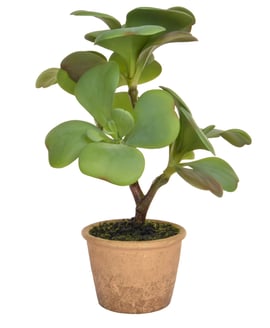 Artificial Succulent Green in Clay Pot 35cm