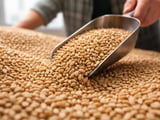German Feed Barley Softens as Tight Supply Collides with Weaker Feed Demand