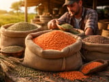 Canadian Lentil Prices Ease as Greens Lag and Reds Hold Premium