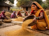 Fenugreek Seeds: Egypt Discounts Widen vs. India as Demand Stays Cautious