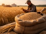 Wheat Market Tightens as Black Sea Exports Stall and Europe Carries the Risk