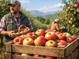 Caucasus stone fruit face Russian shock as EU demand eyes diversification
