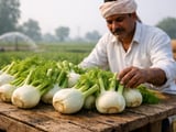 Indian Fennel Prices Hold Steady as Monsoon Nears North-West Belt