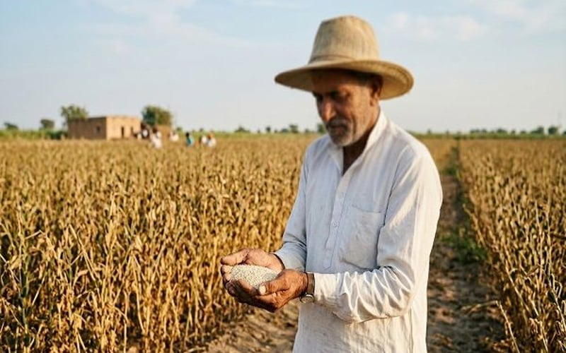 तिल का बाजार चीनी स्टॉक्स, इथियोपियाई लागत और भारतीय मानसून जोखिम के बीच फंसा