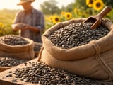 China Sunflower Market Firms on Hot Weather and Tight Kernel Supply
