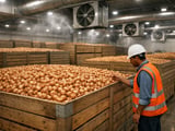 Indian Dehydrated Onion Edges Higher as Egyptian Fresh FOB Firms