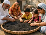 Nigella Seed Prices Ease Slightly in India and Egypt Amid Hot, Stable Weather