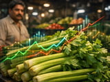 Indian Celery Seed Prices Ease Slightly as Monsoon Nears