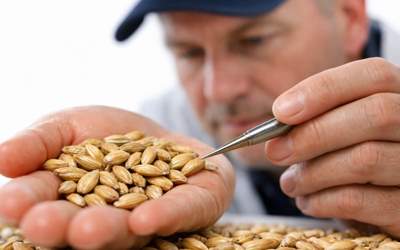 Barley Market Steady but Softening: EU Feed Values Ease as SFE Flatlines