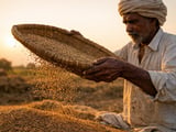 Ajwain Market Holds Steady as Monsoon Slows Trading but Not Demand