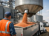 Lentil Market Balances Soft Masoor Demand with Tight Supply Risks