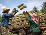 Dried Pineapple Prices Hold Steady as Thai Supply Normalizes and VN Premium Widens