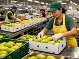 Steady Dried Mango Prices as Vietnam and Thailand Enter Late-Season Lull
