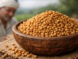 Indian Fenugreek Seeds Hold Steady as Monsoon Progress Limits Volatility