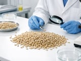 Bakery Sunflower Kernels Face Softer Prices as SAFEX Sunflowers Firm