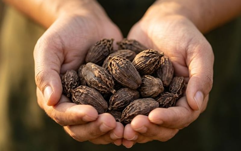 Black Cardamom Market Holds Firm as Tight Supply Meets Cautious Buying