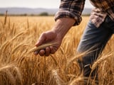 Barley Market Stable but Soft: Flat Aussie Futures, Weaker Black Sea Basis