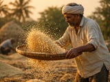 Gulf Slowdown Rewires Indian Basmati Rice Trade Flows