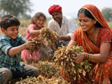 Indian Groundnut Sowing Rebounds in Rajasthan as Peanut Prices Firm