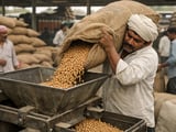 Indian Desi Chana Policy Clarity Eases Nerves in a Cautiously Stable Chickpea Market
