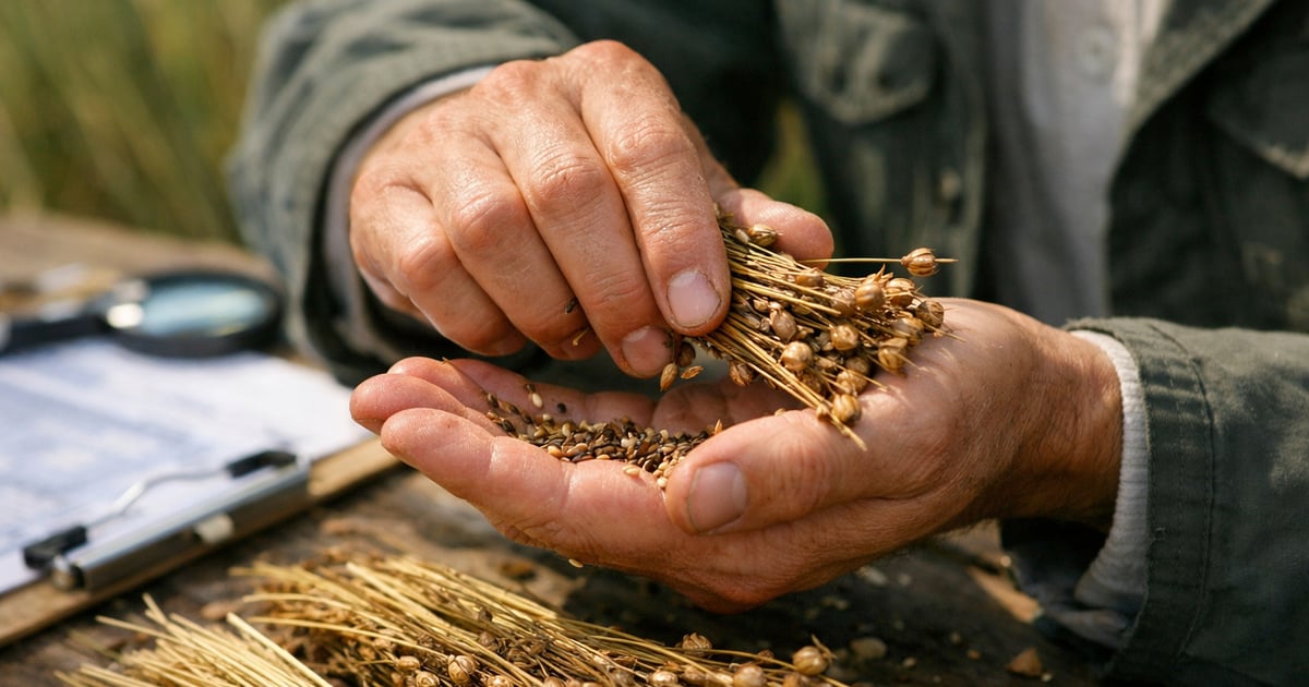 Linseed Market Update: Kazakh Brown vs Russian Yellow Prices — CMB News