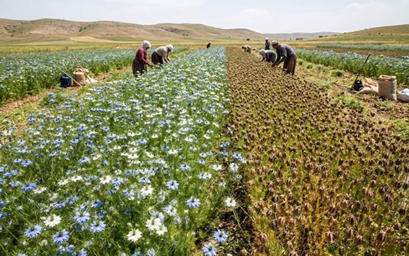 Nigella Market Softens as Delhi Stockists Sell Into Weak Demand