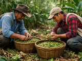 Cardamom in the Crosshairs: Iran War Keeps Prices Range‑Bound but Nervous