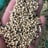 Sorghum — white