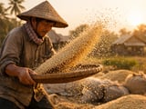 Rice Market Drifts Lower as CBOT Softens and Asian FOBs Stabilise