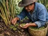 Cardamom Steadies After Shipping Shock as Indian Demand Firms