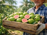 Vietnam Dried Guava FOB Hanoi Edges Higher on Firm Fruit Export Demand