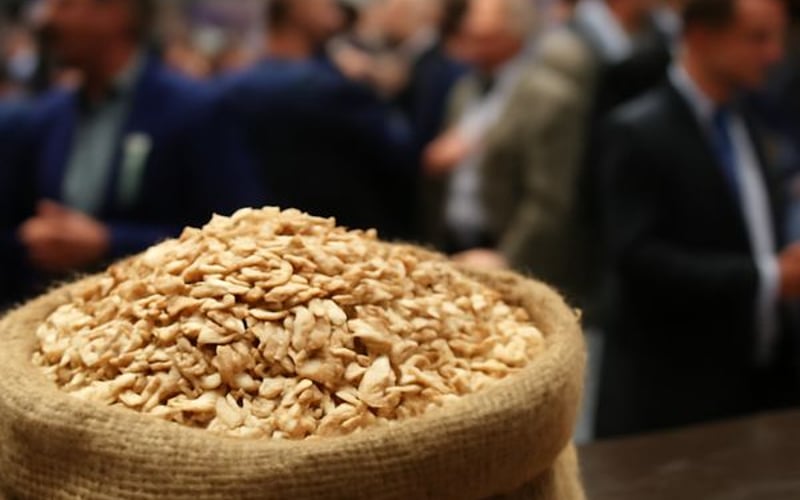 الشوفان يرتفع مع تعافي CBOT، وخسارة القمح الأوروبي لعلاوة الحرب