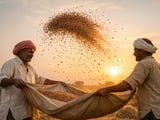 Lentils Under Pressure as Indian Masoor Softens but Global Supply Stays Ample