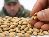 Barley Steady but Tense as Black Sea Risks Keep Feed Grains Elevated