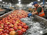Weather-Hit Himachal Apple Crop Tightens Supply, Supports Prices