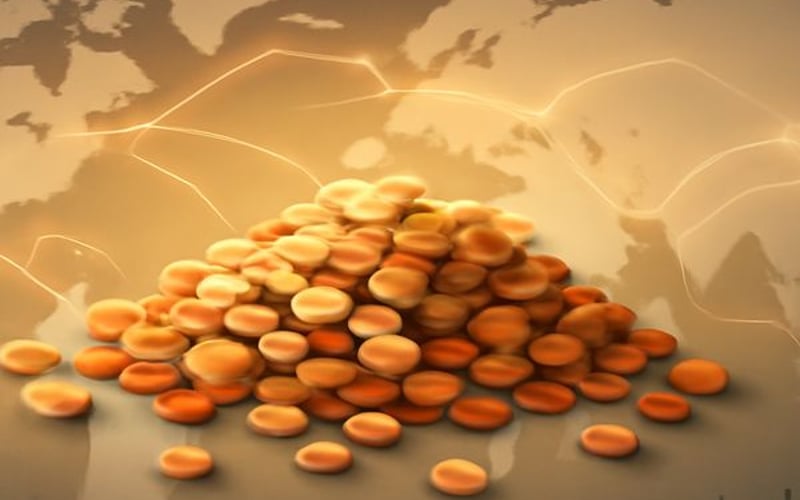 Mixed Pulse Signals Shape a Two-Speed Global Lentil Market