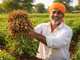 Indian and Brazilian Peanut Prices Hold Firm as Weather Risk Lingers