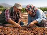 Turkish Raisins Hold Steady as Hot, Dry Weather Favors Quality